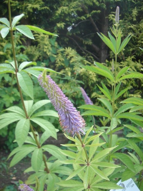 Veronicastrum virginicum
